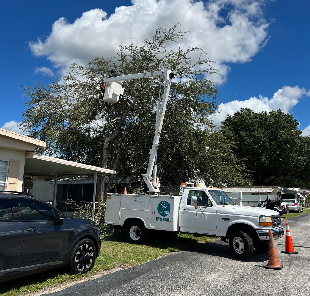 Emergency tree removal