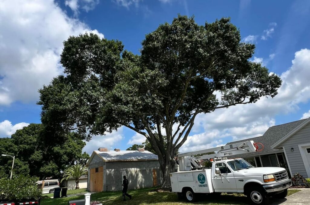 Can Professional Tree Care Services Raise My Property's Curb Appeal benefits beauty outdoor