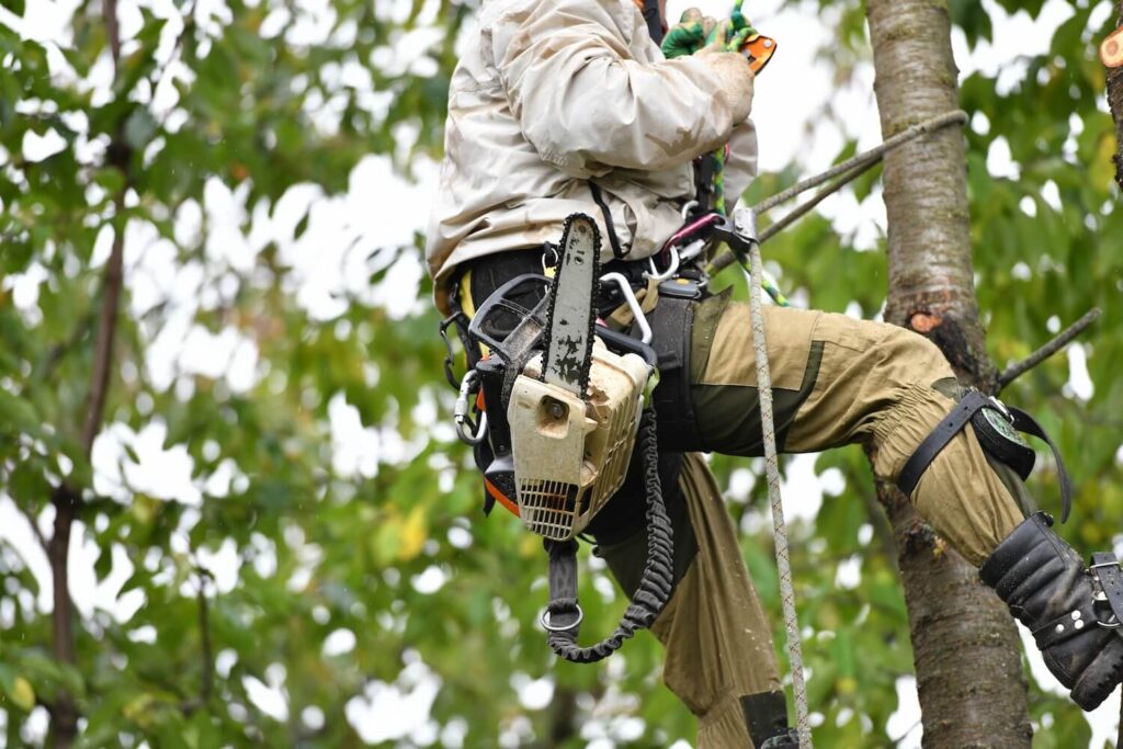 Why You Should Consider Hiring a Professional to Remove Dead or Unsightly Trees cleanup