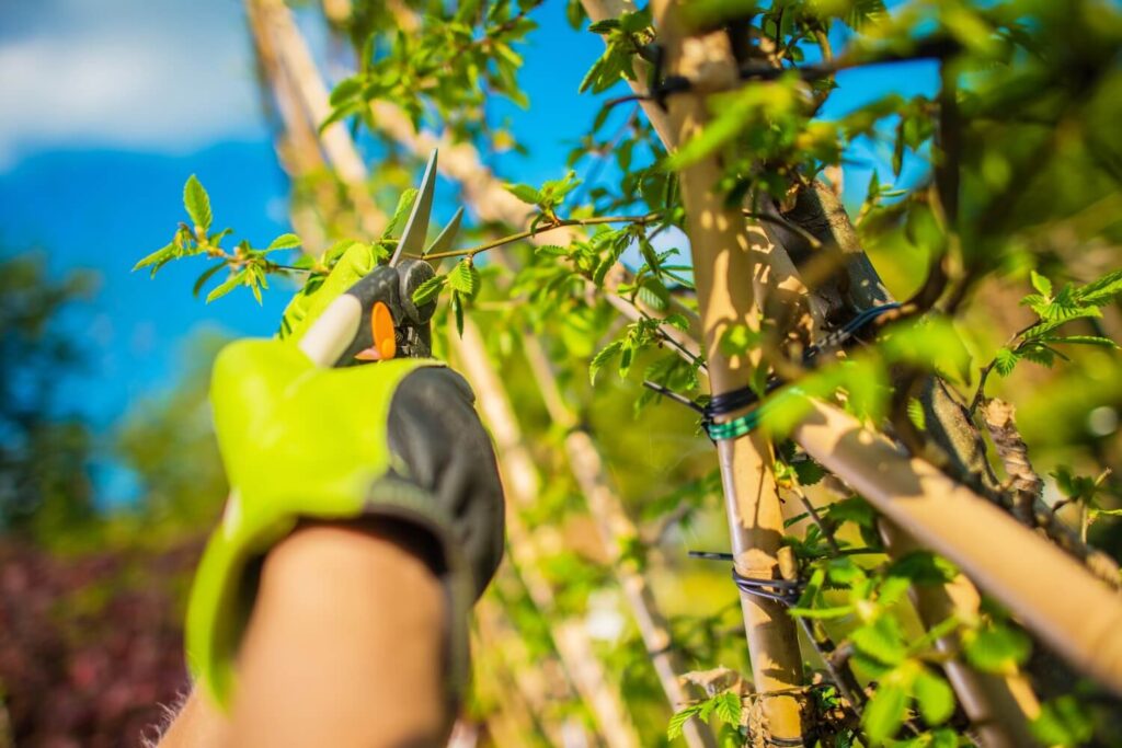 How Professional Tree Trimming Makes Sure Your Trees Look Healthy and Beautiful tree pruning landscaping appeal trim trees care home growth