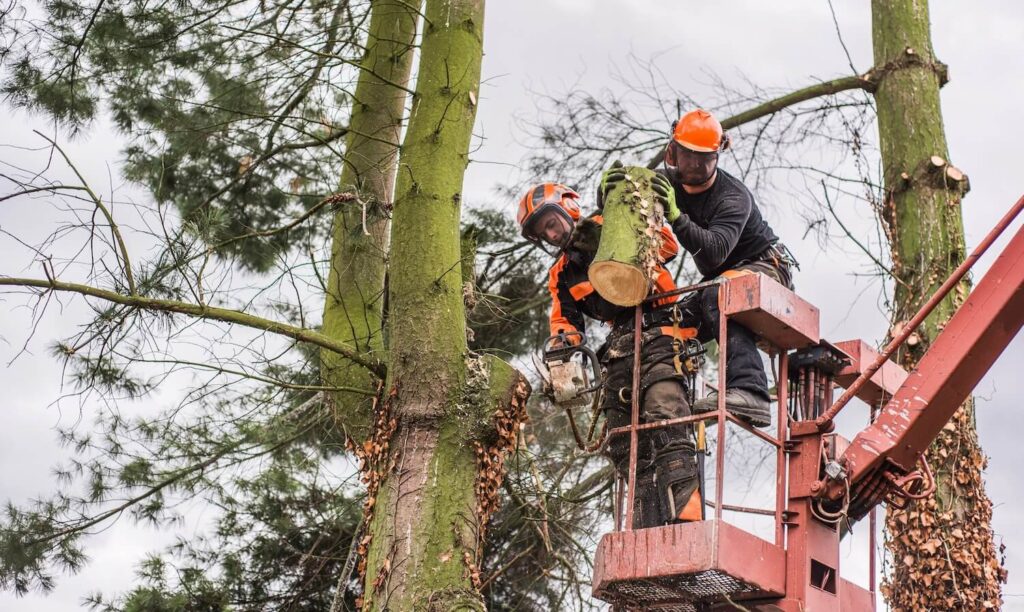 Will Professional Tree Removal Services Create More Space In My Lawn pest care garden