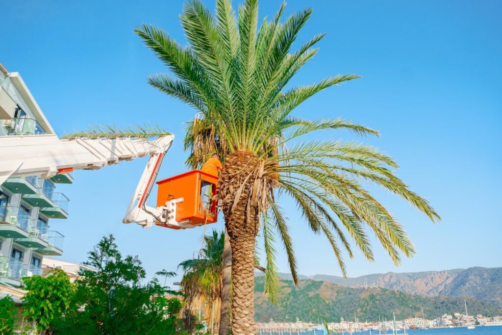 How Professional Palm Tree Services Can Keep Your Trees Looking Healthy join view soil