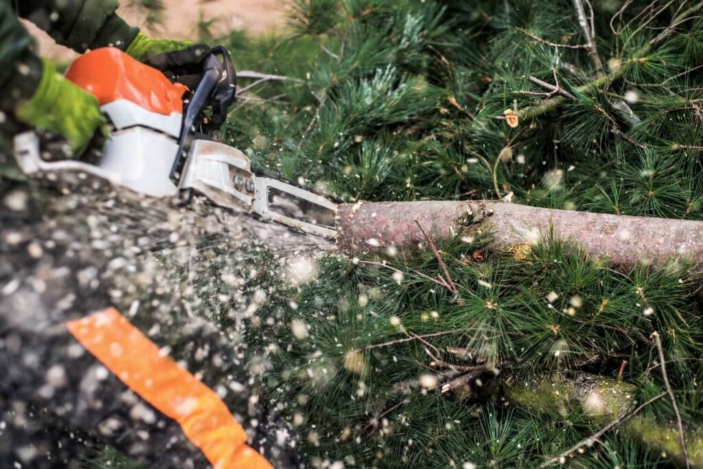 Why You Should Always Hire Professionals For Pine Tree Pruning, Trimming, and Removal tree service top safety care property